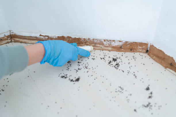 Best Wasp Removal Services  in St Stephen, SC